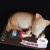 puppy dog cake